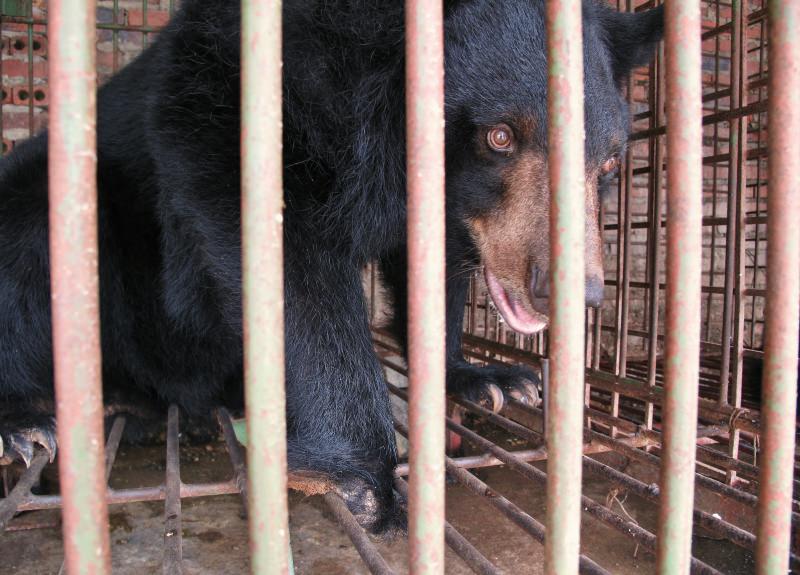 urso enjaulado numa quinta no Vietname