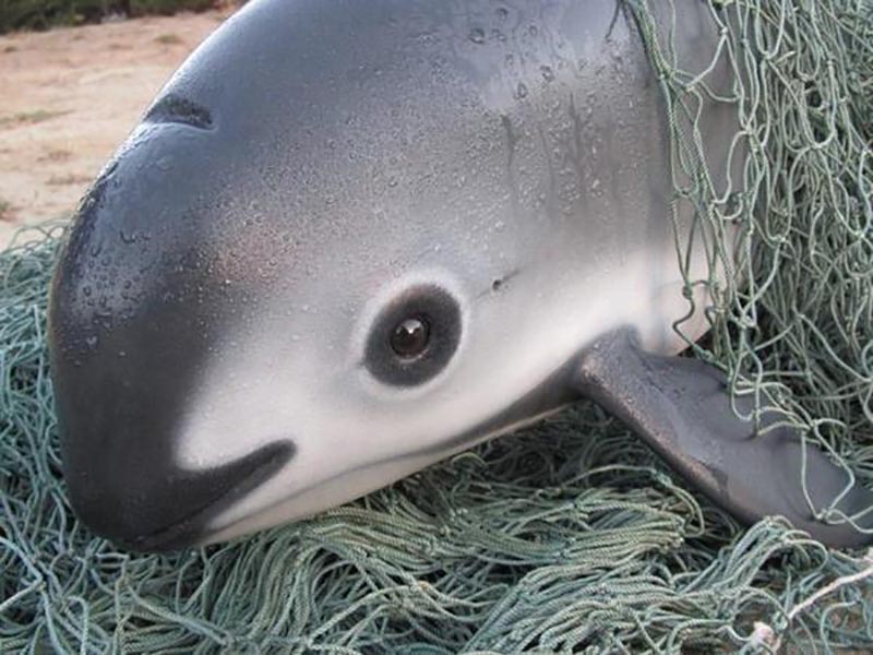 Vaquita marinha