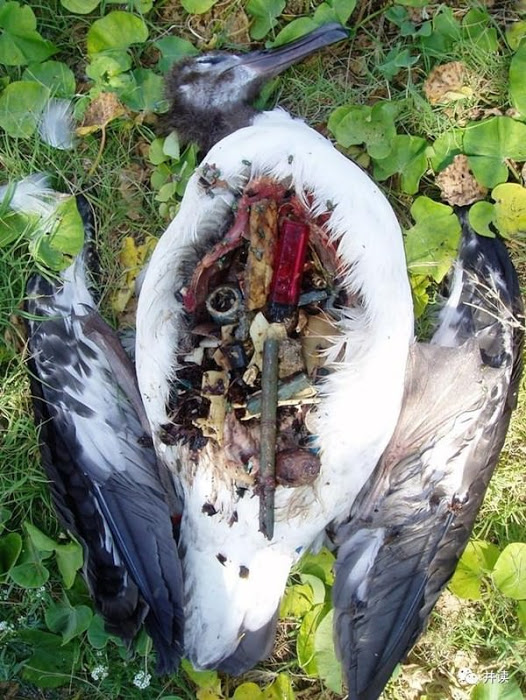 cria de albatroz com detritos plásticos no estômago