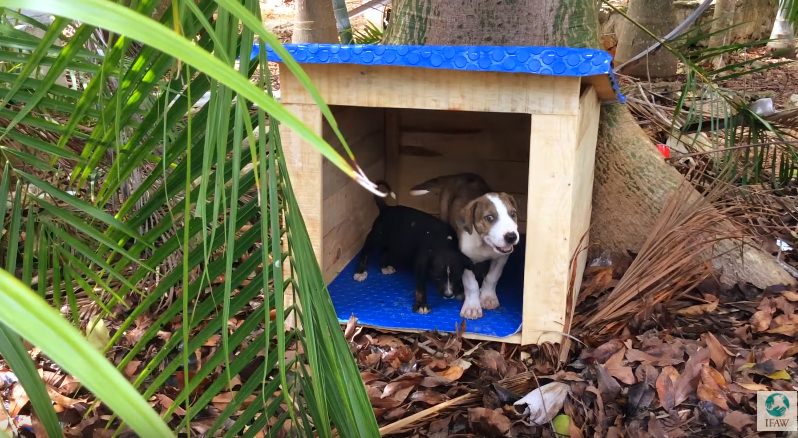 Tuzita e Soruya, dois cachorros do projeto Casitas Azules