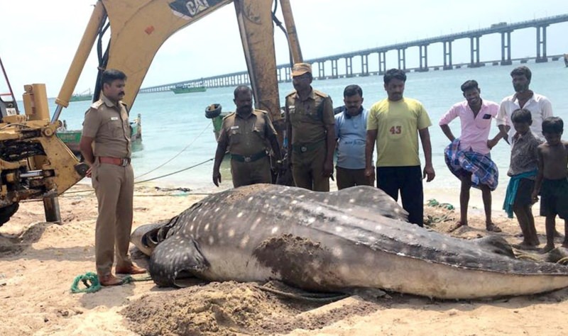 Tubarão-baleia deu à costa morto