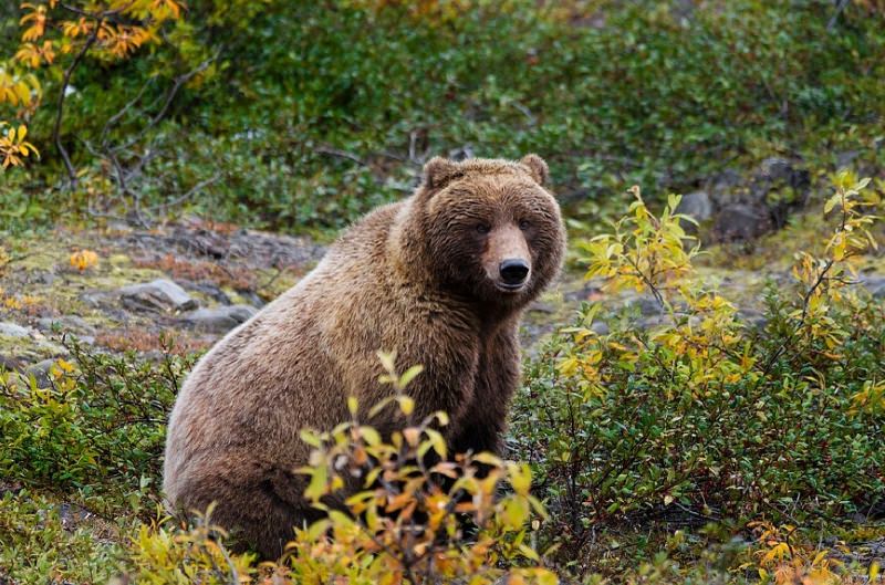 urso-pardo