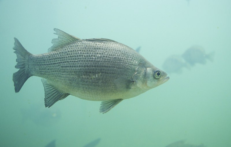 Peixe Morone chrysops