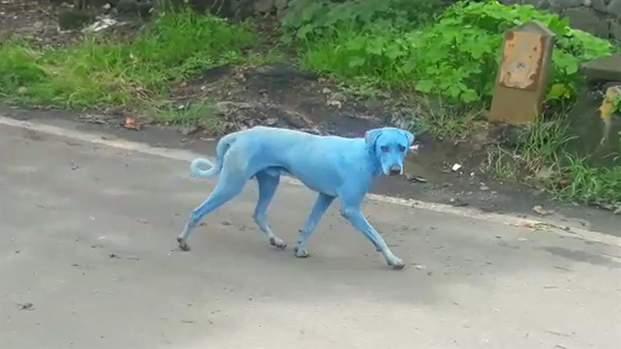 Cão azul