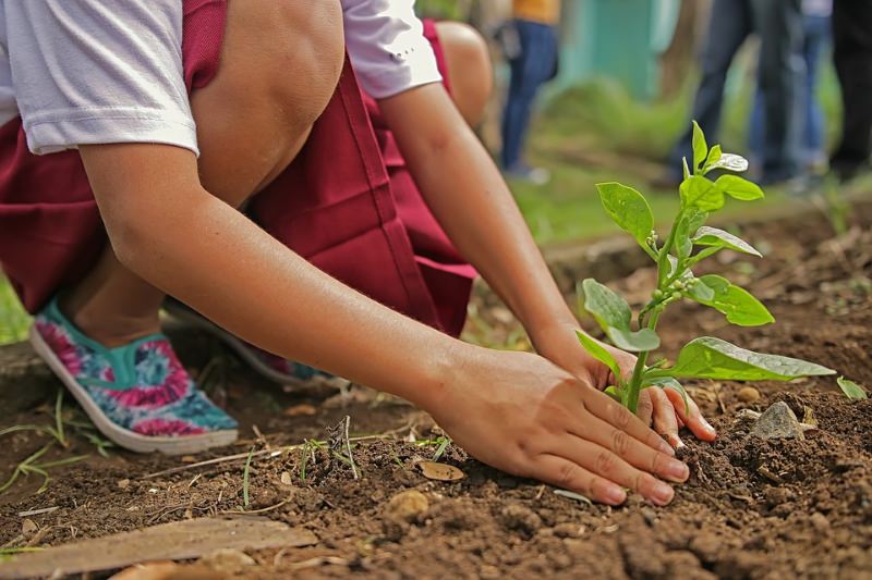 Criança a plantar