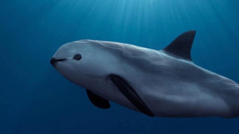 vaquita marinha