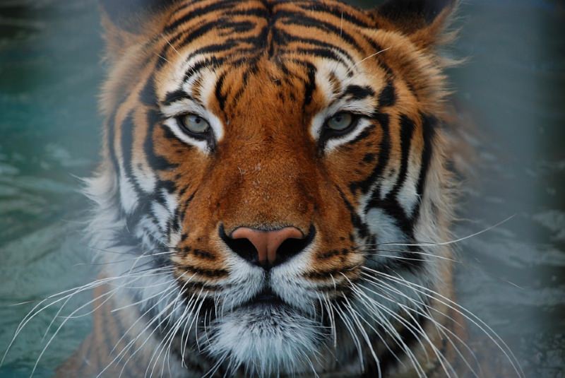 Tigre