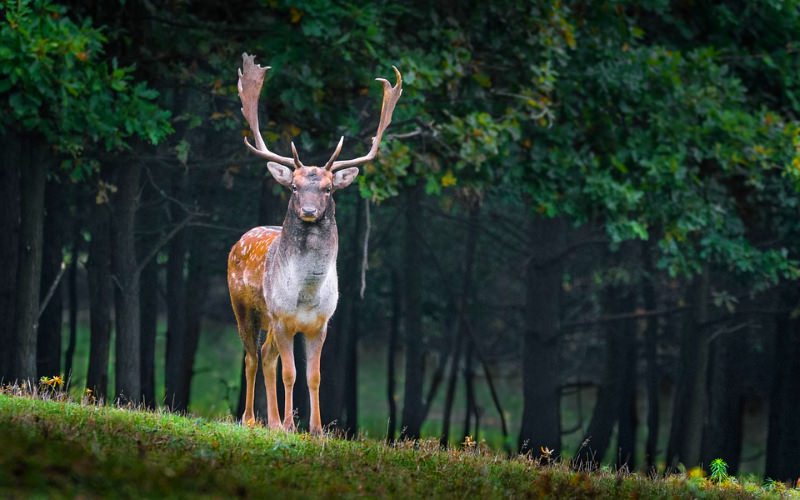 Gamo num bosque