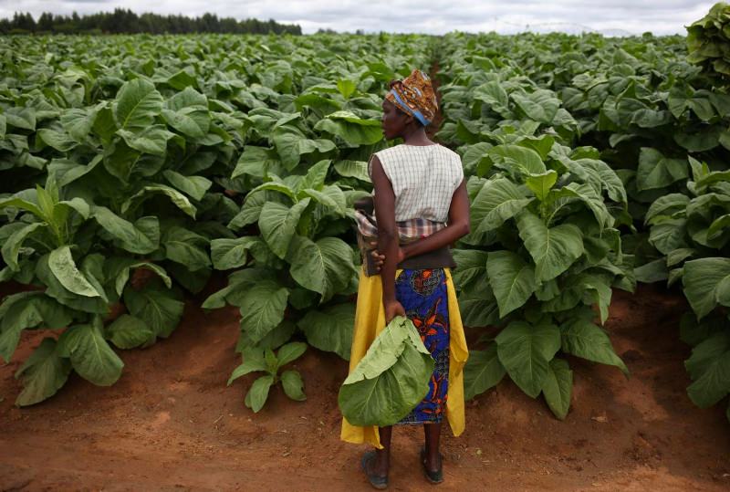 Plantações de tabaco no Zimbabwe