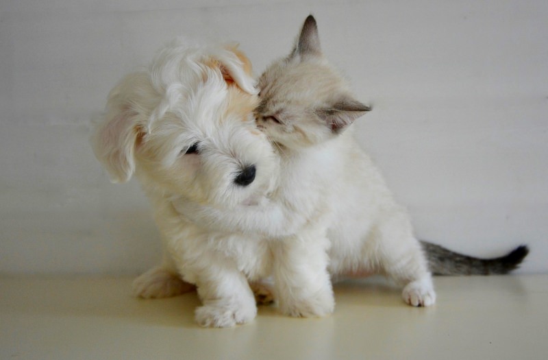 Cão e gato