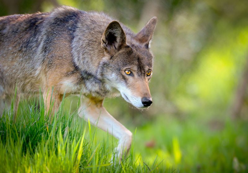 Lobo vermelho