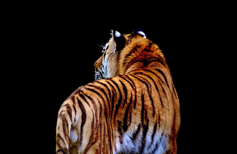 Tigre