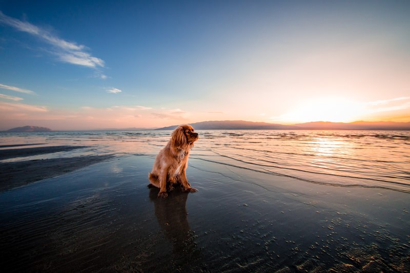 Cão na praia