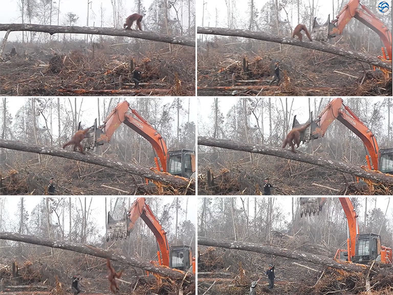 Orangotango a tentar defender floresta de buldózer