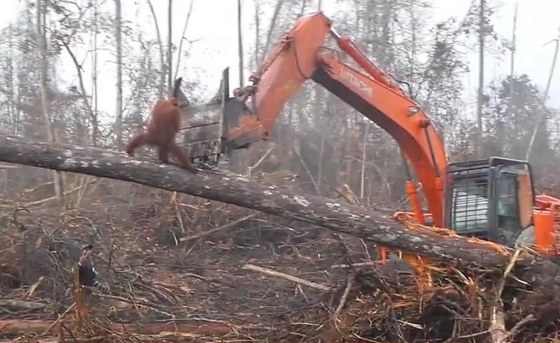 Orangotango a tentar defender floresta de buldózer