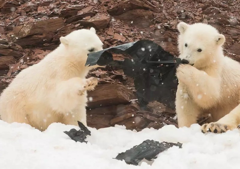 crias de urso polar brincam com plástico preto na neve