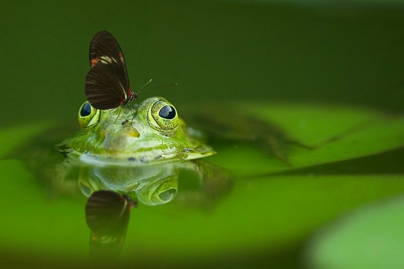 Anfíbio com uma borboleta na cabeça