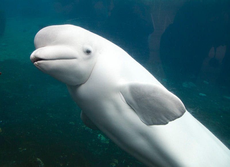 Beluga