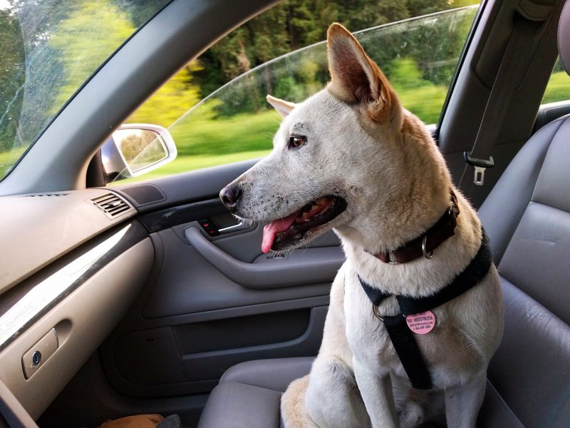 cão sentado dentro de um carro