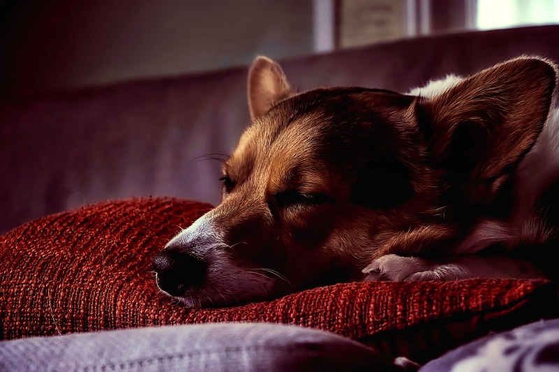 Cão a dormir