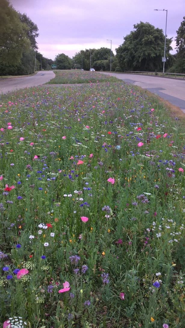 Flores silvestres nas bermas das estradas