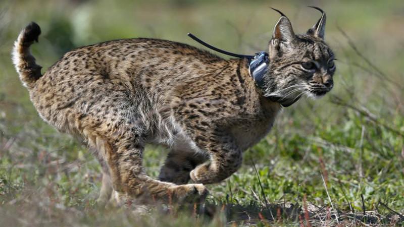 Lince Ibérico