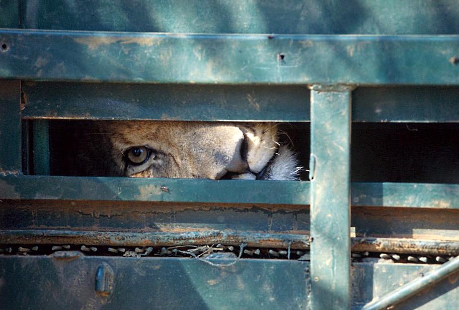 leão espreita por um buraco na porta do sítio onde se encontra confinado