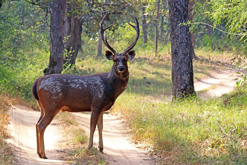 Cervo sambar