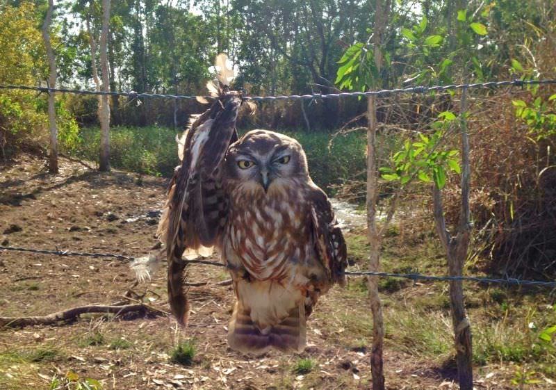 coruja com a asa presa a uma vedação de arame farpado