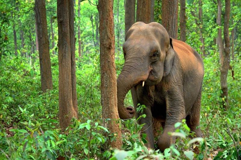 elefante asiático numa floresta