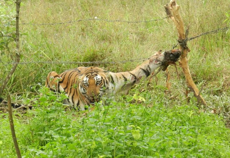 tigre com uma pata presa numa cerca de arame farpado