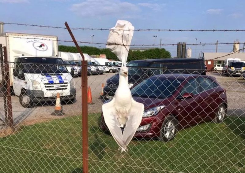 Gaivota morre presa a saco de plástico