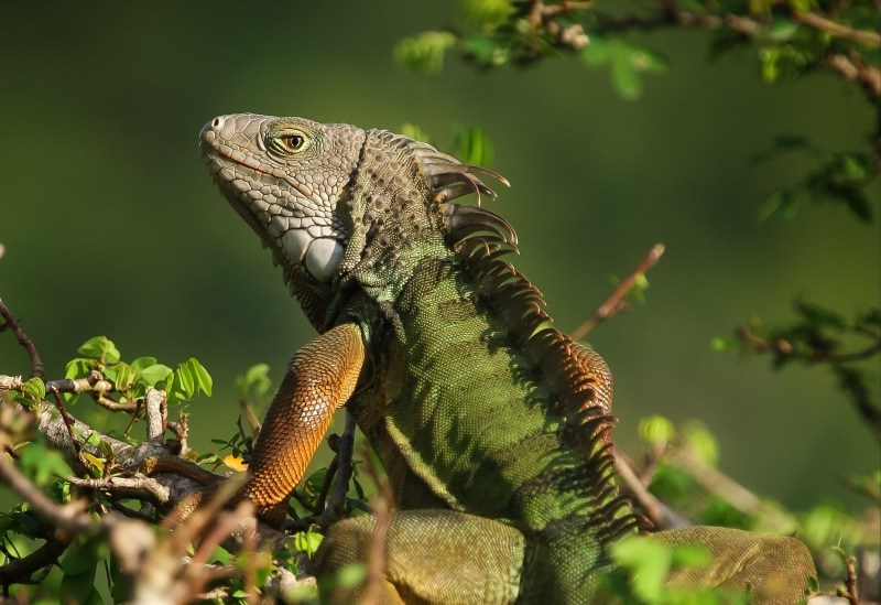 Iguana