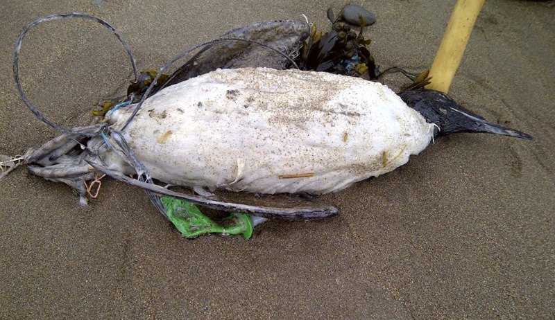 Ave morta com fio de um balão