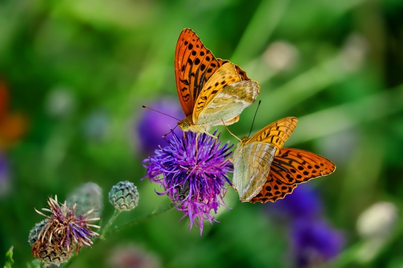 Borboleta