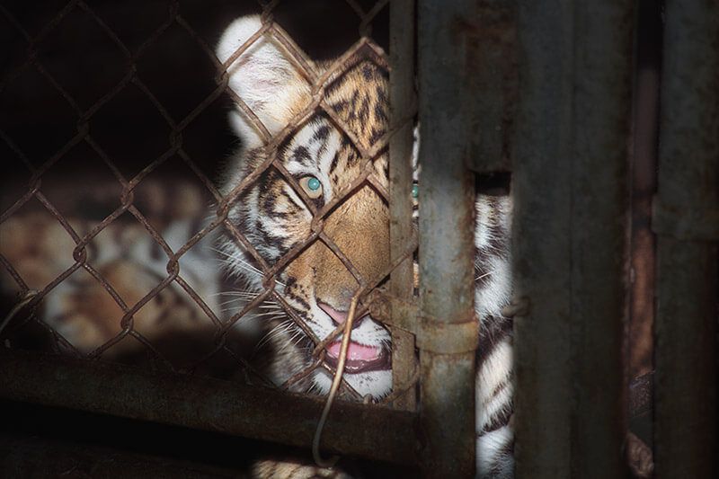 Cria de tigre numa jaula