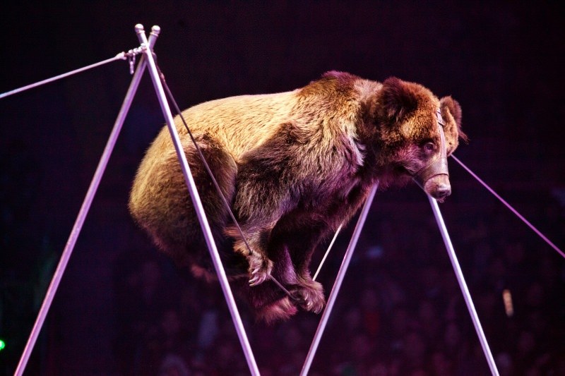 Urso com açaime anda na corda bamba no circo