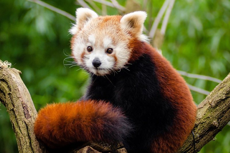 Panda vermelho