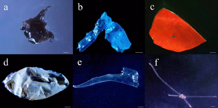 Fragmentos de plástico encontrados nos estômagos de peixes