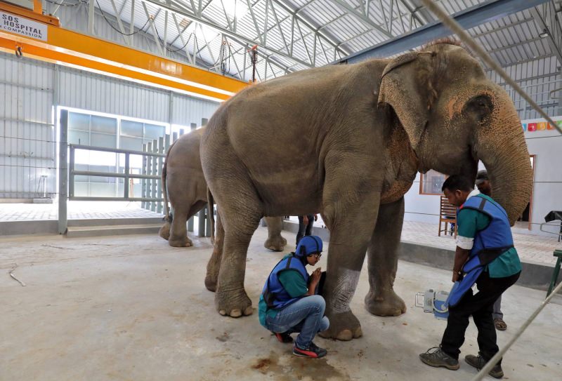 Elefante a ser tratado