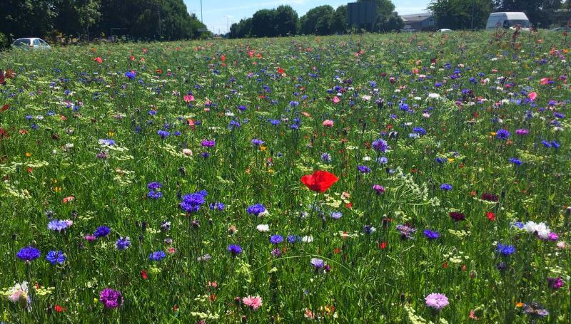 Em Kingston upon Hull, os separadores centrais e as bermas de muitas estradas estão cobertos de flores silvestres.