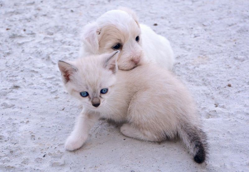 Cão e gato