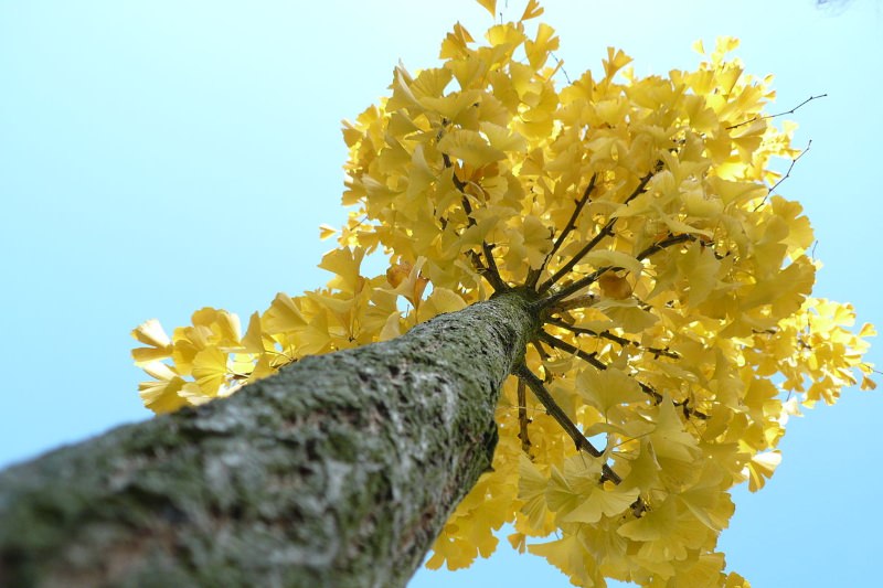 Gingko biloba