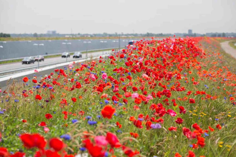 Flores silvestres na autoestrada