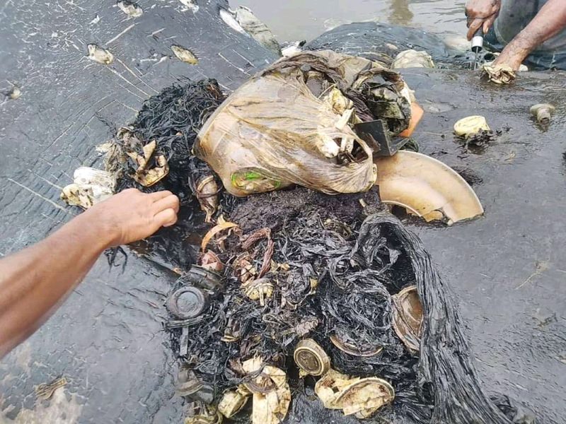 Cachalote com plástico no estômago