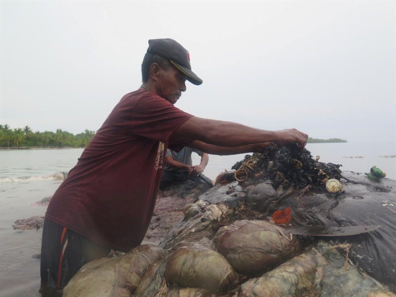 Cachalote com plástico no estômago