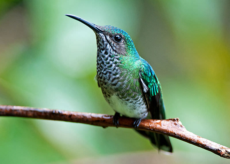 beija-flor