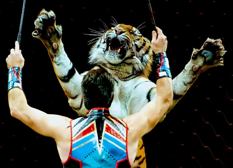 Tigre no circo