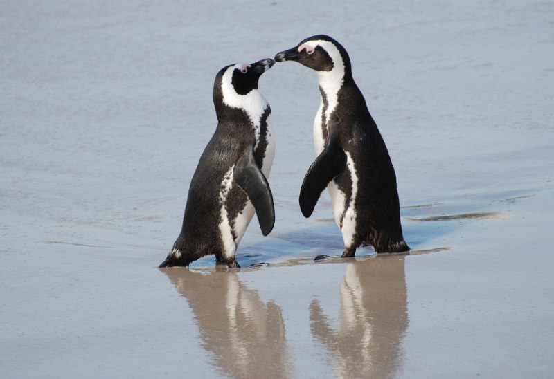 Pinguins africanos