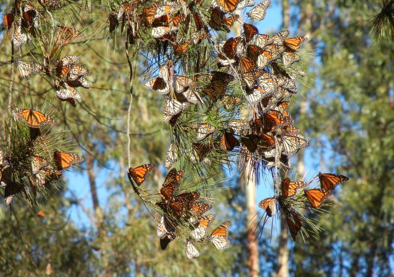 Borboleta-monarca